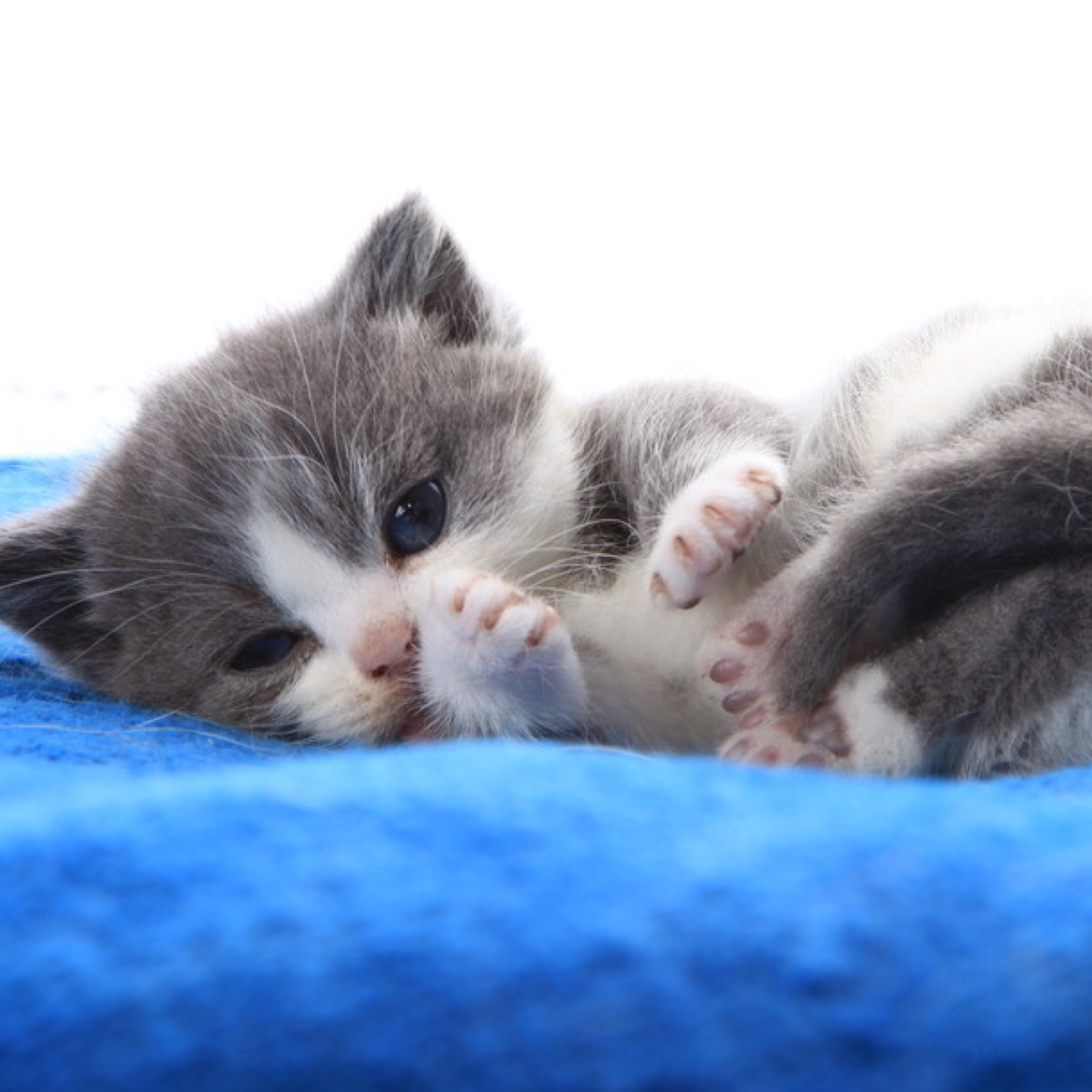 小z-鱼丸粗面 | 个人档案 | 繁星网 | 全球最大音乐现场直播平台